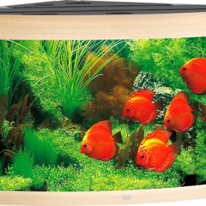 Trigon 350 LED Lichtbruin