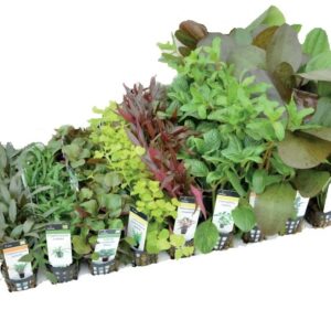 Aquariumplanten Mix 10 potten