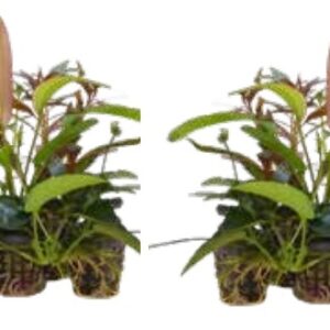 Aquariumplanten Luxe Mix 10 potten