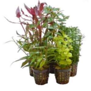 Aquariumplanten Mix 5 Potten