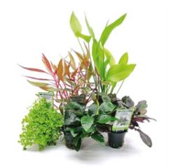 Aquariumplanten Luxe Mix 5 potten