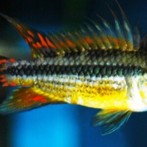 Cacatuoides Dubbel Rood Dwerg Cichlide