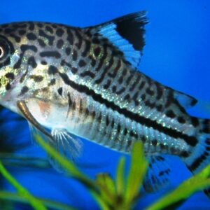 Pantsermeerval Trilineatus