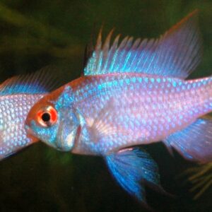 Ramirezi Electric Blue Dwerg Cichlide