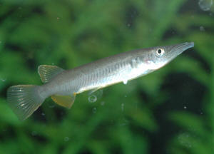 Albino Halfsnavelbekje