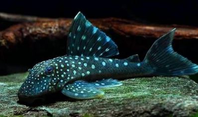L128 Ancistrinae sp. Blue Phantom