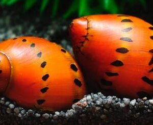 Gestippelde Rode Renslak