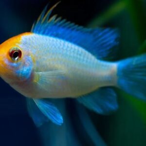 Ramirezi Electric Blue Goudkop Dwerg Cichlide